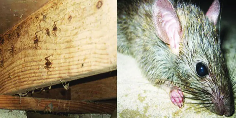 What Is That Funky Smell Coming From My Crawl Space? 2