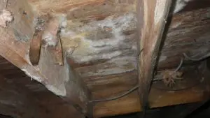 Funky Crawl Space Smell