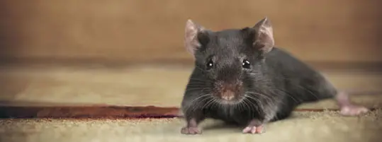Pests, mouse in a crawl space