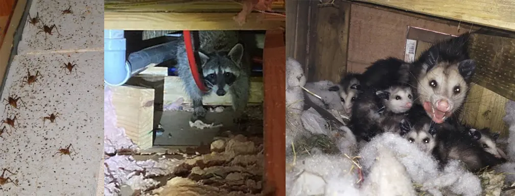 Keep the Critters Away! How to Prevent Outdoor Visitors From Entering Your Crawl Space 1