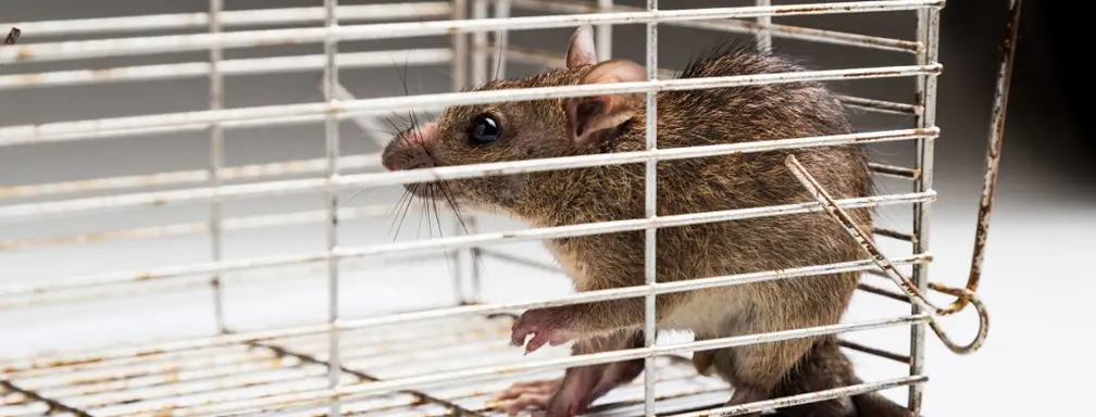 Crawl Space Brothers | Keep the Critters Away