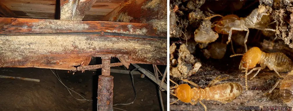 A Homeowner’s Guide to Eliminating Standing Water in Your Crawl Space Before It’s Too Late! 1