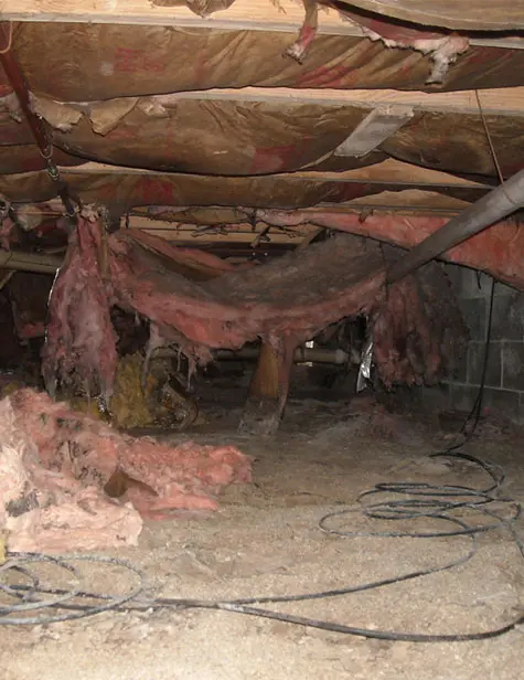 Crawl Space Brothers | Crawl Space Inspection