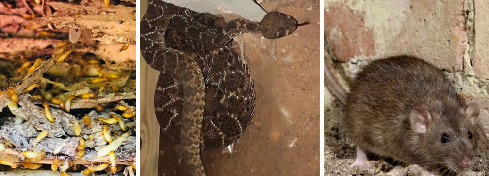 Crawl Space Brothers - LC: A Basement Dehumidifier Can Prevent Health Problems