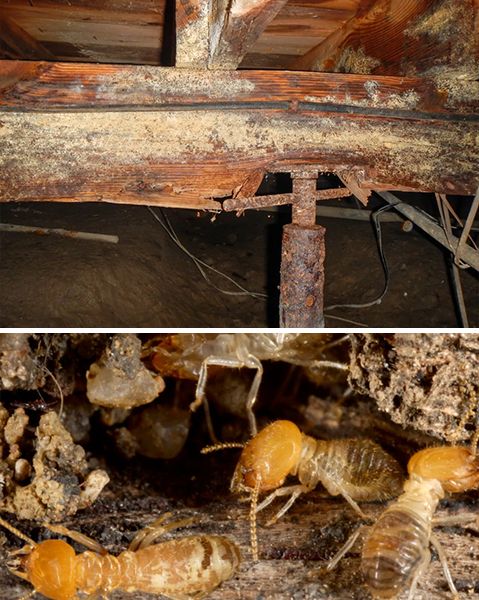 Crawl Space Brothers | Charlotte NC | Structural Damage & Pests