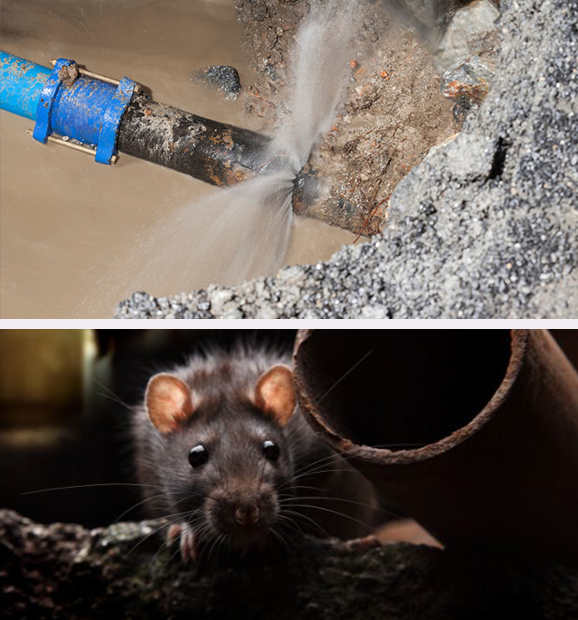 Crawl Space Brothers | Nashville TN | Water in Crawl Space